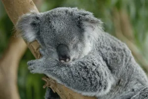 Koala (Phascolarctos cinereus)