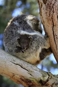 Koala (Phascolarctos cinereus)