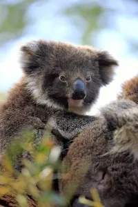 Koala (Phascolarctos cinereus)