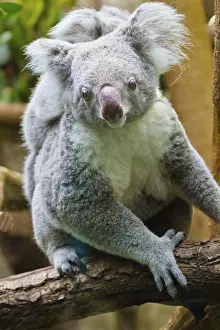 Koala (Phascolarctos cinereus)