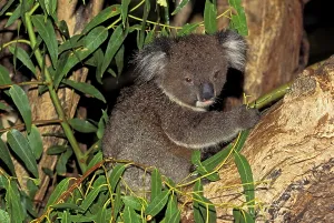 Koala (phascolarctos cinereus)