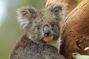 Koala (Phascolarctos cinereus)