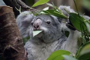 Koala (Phascolarctos cinereus)