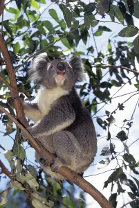 KOALA (phascolarctos cinereus)