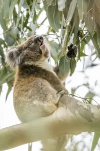 Koala (Phascolarctos cinereus)