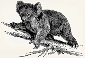 The koala (Phascolarctos cinereus)