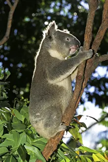 Koala (phascolarctos cinereus), adult, Australia