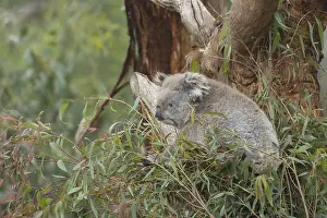 Koala (Phascolarctos cinereus) adult in an Eucalyptus tree