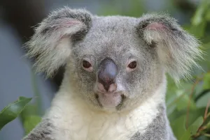 Koala (Phascolarctos cinereus), Australia, Oceania