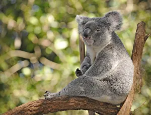 Koala (Phascolarctos cinereus) in eucalypt tree (Eucalyptus)