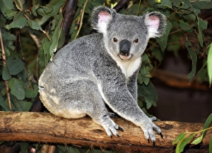 Koala (Phascolarctos cinereus) in eucalypt tree (Eucalyptus)