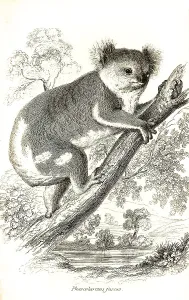 Koala (Phascolarctos cinereus) (marsupialia)