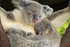 Koala (Phascolarctos cinereus) with pup