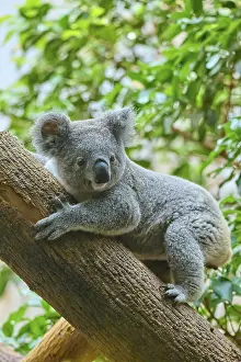 Koala (Phascolarctos cinereus) relaxing on a branch surrounded by green leaves