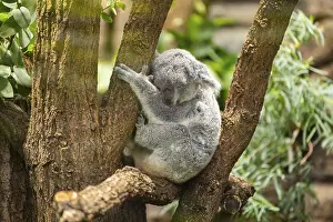 Koala (Phascolarctos cinereus) sitting on a tree