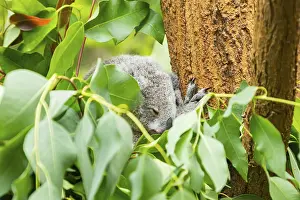 Koala (Phascolarctos cinereus) sitting on a tree