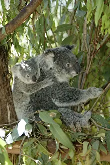 Koala (Phascolarctos cinereus) with young
