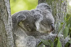 Koala (Phascolarctos cinereus) with young resting in tree