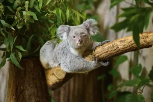 A koala resting on a tree trunk