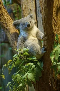 A koala sits relaxed on a tree surrounded by eucalyptus