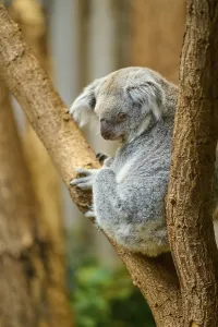 Koala sitting calmly on a branch in its natural environment