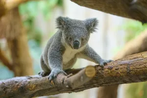 Koala staring directly at a branch
