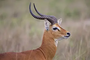 Kob (Kobus kob) adult male, close-up of head and neck