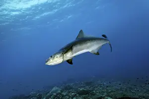 Category Coral Reefs DE Prints: Kobia or officer's perch (Rachycentrum canadum)