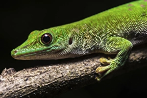 Koch's giant day gecko (Phelsuma kochi)