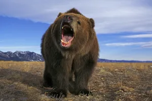 KODIAK BEAR (ursus arctos middendorffi)