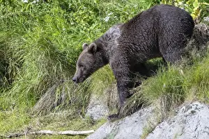 Kodiak bear (Ursus arctos middendorffi)