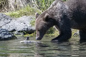 Kodiak bear (Ursus arctos middendorffi)