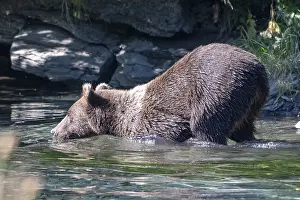 Kodiak bear (Ursus arctos middendorffi)