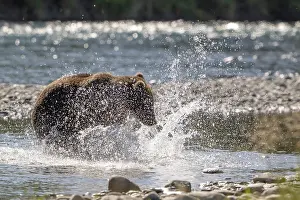 Kodiak bear (Ursus arctos middendorffi)