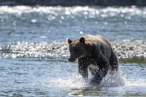 Kodiak bear (Ursus arctos middendorffi)