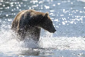 Kodiak bear (Ursus arctos middendorffi)