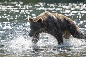 Kodiak bear (Ursus arctos middendorffi)
