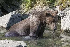 Kodiak bear (Ursus arctos middendorffi)