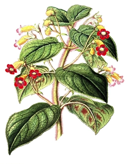 Kohleria inaequalis, as Tydaea warscewiczii, an evergreen perennial reaching up to one metre in height, plant and flower, digitally reworked reproduction of an original from the 19th century