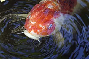 Koi