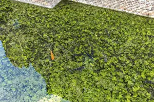 Koi and fish in Paffendorf Castle moat