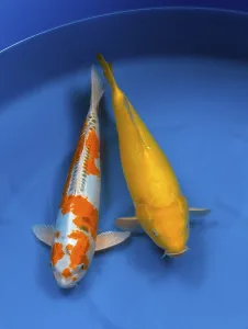 Koi, koi carp, kujyaku koi, ogon koi