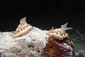 Koi splendid star snail - Goniobranchus Koi