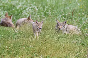 Kojote (Canis latrans), family group with young animals