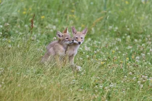 Kojote (Canis latrans), two pup, captive