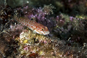 Kolombatovic goby (Gobius kolombatovici)