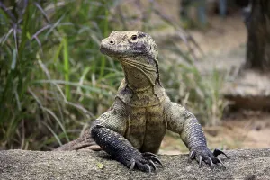 Komodo dragon (Varanus komodoensis)