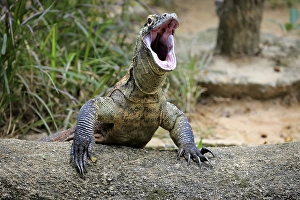 Komodo dragon (Varanus komodoensis)