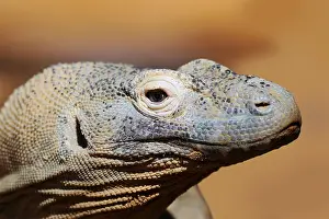 Komodo dragon (Varanus komodoensis)