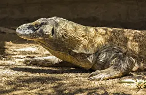 Komodo dragon or Varanus komodoensis